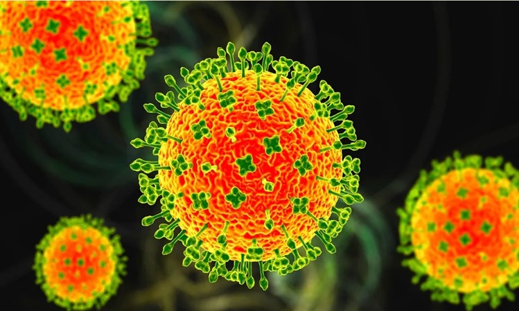 BỆNH DO VI RÚT NIPAH – CẦN CHỦ ĐỘNG PHÒNG CHỐNG